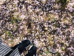 -高东镇樱花园