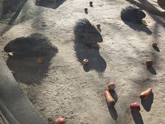 -青藏高原野生动物园