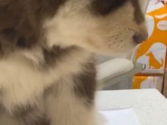 -宠爱国际动物医院· 猫科· 外科·中兽医(长白店)