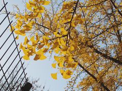 -三里屯东五街银杏大道