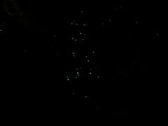 -怀托摩萤火虫洞