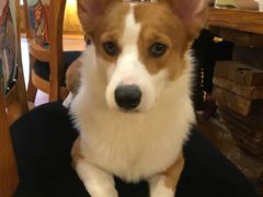 -more than meow吴止猫主题餐厅(承德 中船汇店)