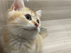 -飞行喵MR PILOT|猫舍·猫咖(静安大融城店)