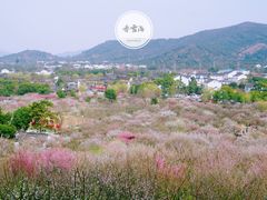 -香雪海