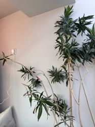 点击看大图 -和木形象