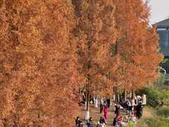 -白鹭湾湿地公园