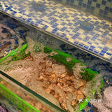 🐙炭烤八爪鱼的神仙吃法！Q弹到能跳舞💃