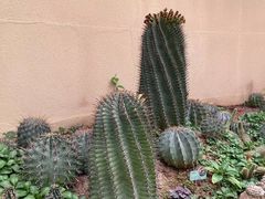 -正佳雨林生态植物园