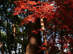 -杭州半山国家森林公园