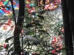 -龙岩森林水乡景区