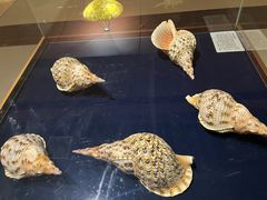 -青岛贝壳博物馆