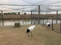 -盐城丹顶鹤湿地生态旅游区