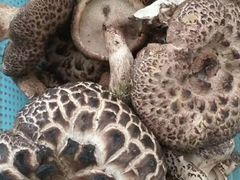 -丙申臺火锅