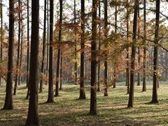 -黄海国家森林公园