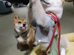 -逗柴咖啡屋·狗咖猫咖宠物桌游