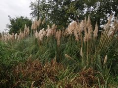 -白鹭湾湿地公园