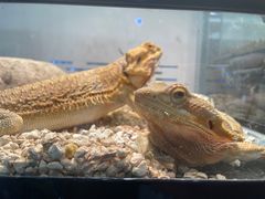 -酷以爬仙阁实体爬宠店·守宫·蜥蜴·专业繁育