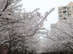 -高东镇樱花园