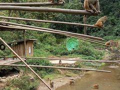 -西双版纳原始森林公园