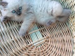 -喵zoo家庭繁育猫舍(尖东智能花园店)