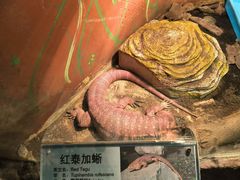-上海大自然野生昆虫馆(东方明珠·爬宠昆虫探索中心)