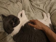 -宠物星动物医院·眼科·异宠·猫科(江南大道总院)