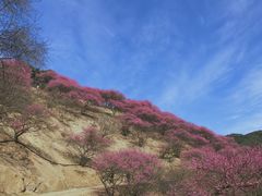-新建村梅花