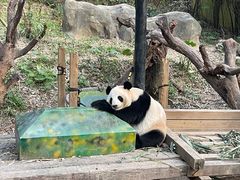 -广州长隆野生动物世界