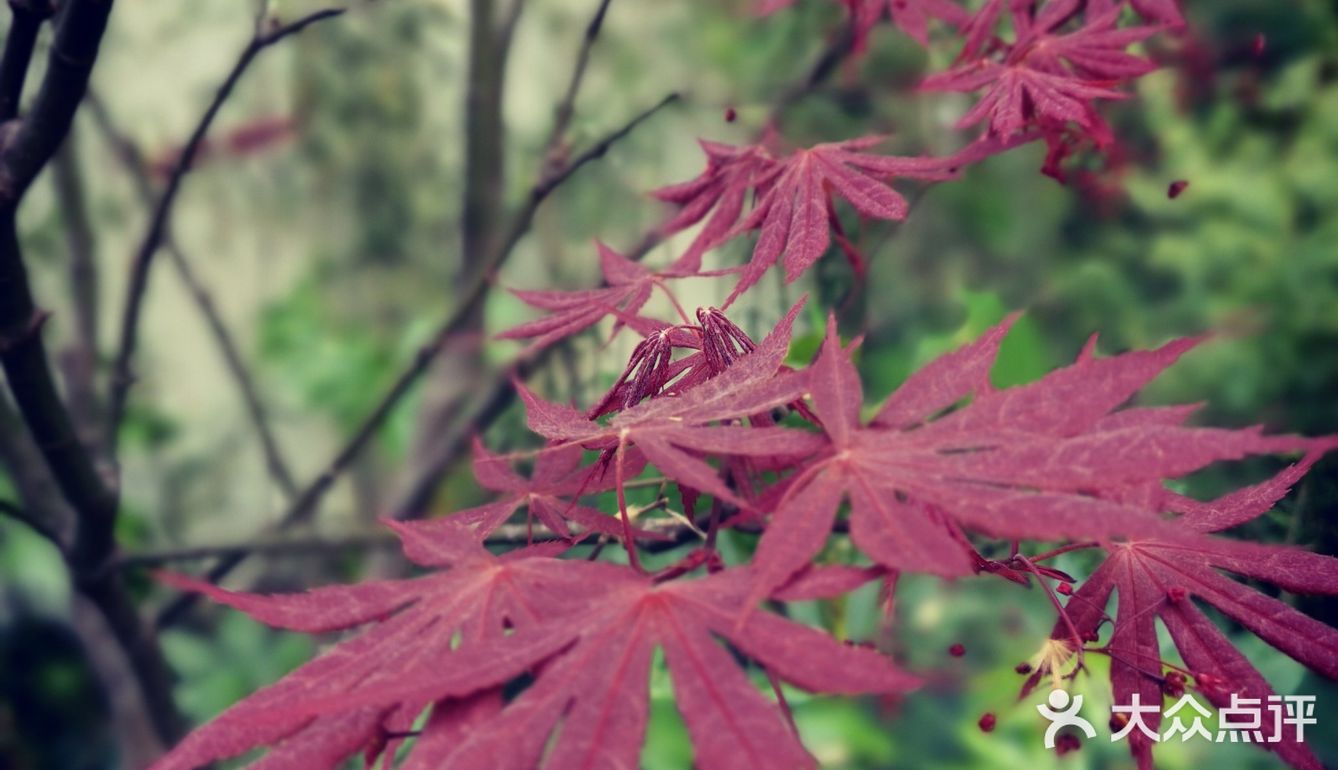 徐家汇光启公园