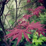 徐家汇光启公园