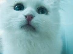 -FAELING PETS美天灵宠物(合生汇店)