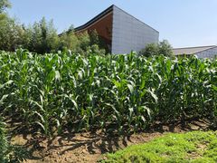 -田园东方蜜桃村的田野营地