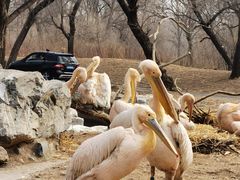 -北京野生动物园