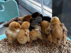 -怪兽屋·羊驼·猫咖·狗咖(俊华广场店)