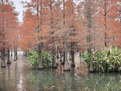-白鹭湾湿地公园