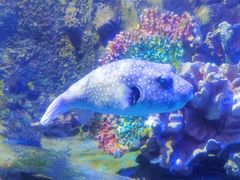 -太平洋海底世界