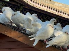 -天津妈祖文化园