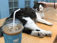 -猫的天空之城概念书店(苏州平江店)