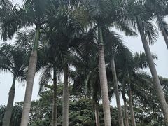 -中国科学院西双版纳热带植物园