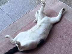 -嘉馨宠物医院·CT影像转诊·心脏科·犬猫全科诊疗中心(下沙大学城院区)