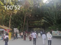 -西双版纳原始森林公园