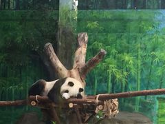 -灵玲国际马戏城