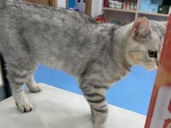 -博特宠物医院24h犬猫全科.骨科·异宠