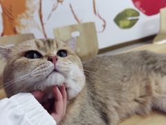 -柴迷FANS CLUB·柴犬狗咖·猫咖