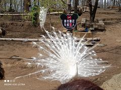 -哈尔滨北方森林动物园