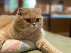 -CAT’S MEWSTAR CAFE·喵星球猫屋(晴湾咖啡店)