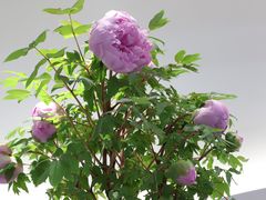 -上海辰山植物园