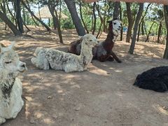 -西霞口神雕山野生动物世界