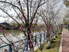 -高东镇樱花园