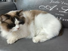 -翊宠yipet猫狗购宠庄园犬舍•猫舍